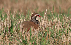 Cranmer-Partridge-300